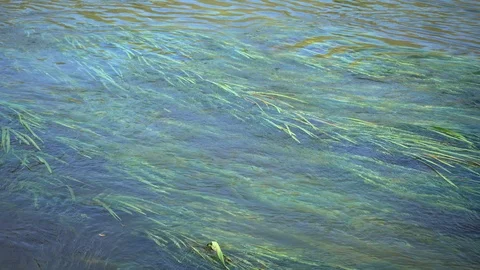Water grass under river surface. River plants vegetation. 4K Stock Footage 124737833