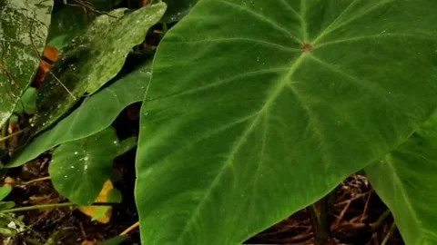 Water on the green bon Stock Footage 164940845
