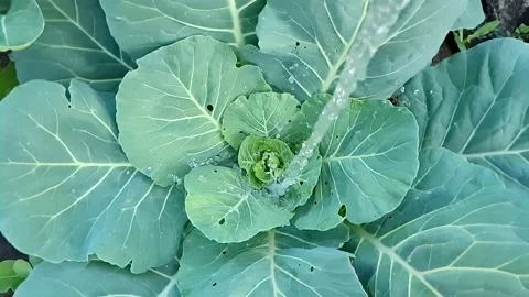 Water green cabbage Stock Footage 161401751