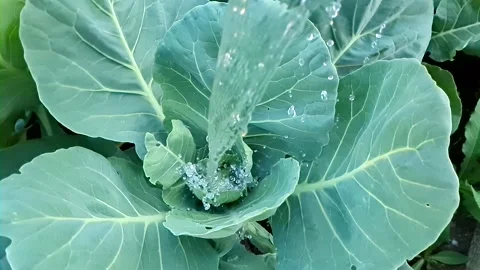 Water green cabbage Stock Footage 161401772