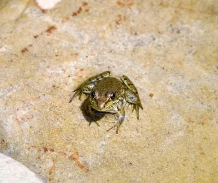 Water green frog Stock Photos