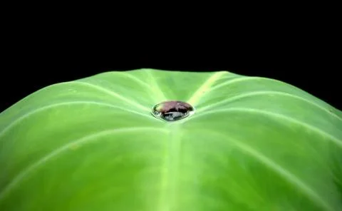 Water on green leaf Stock Photos