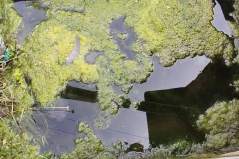 Water with green Stock Photos
