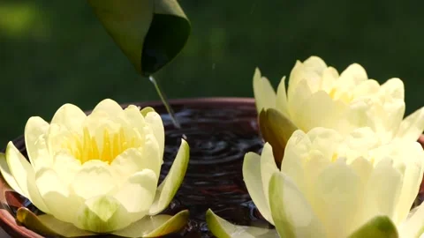 Water from green waterlily leaf falling down near yellow lotus water lily flower Stock Footage 150847937