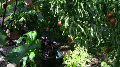 Water in greenhouse Stock Footage 503568