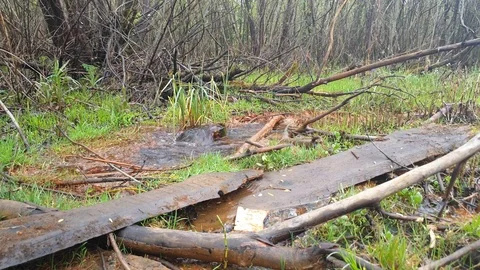 Water from the ground in the forest in the close-up Stock Footage 107567736