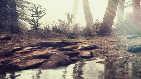 Water on the ground with rocks and trees in a foggy forest setting Stock Footage 340022454