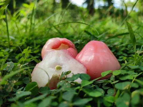 Water guava Stockfoto's