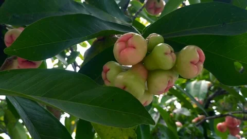Water gueva fruit. Stock Footage 250589120