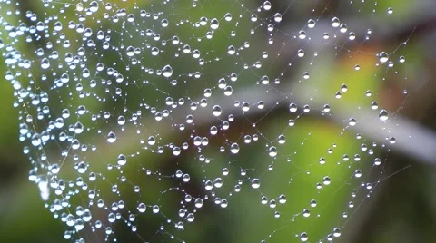 Water hanging on a spider web Stock Footage 50718084