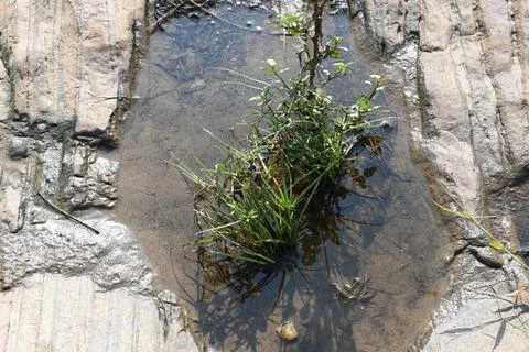 Water has collected on the rock's surface. Stock Photos