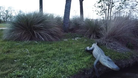 Water Hazard Vídeo Stock 87001985