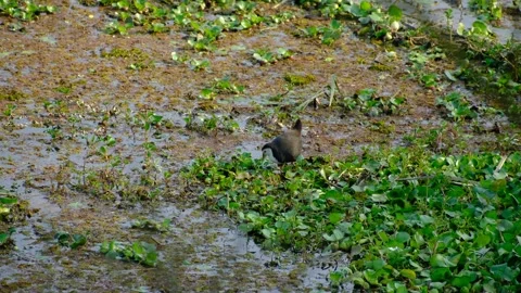 Water Hen foraging Stock Footage 327671465