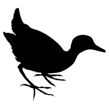 Water Hen Ilustración de archivo