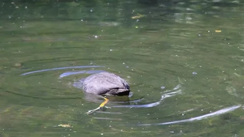 Water hen in a pond Stock Footage 150698898