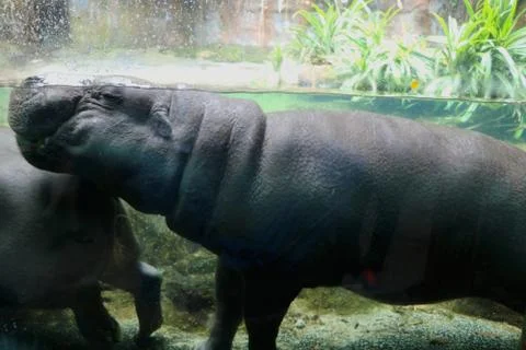 Water hippo Stock Photos