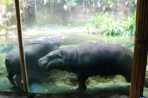 Water hippo Stock Photos