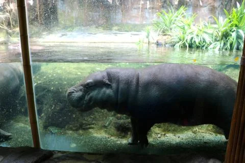 Water hippo Stock Photos