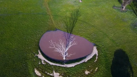 Water hole with old dead tree Stock Footage 99802946