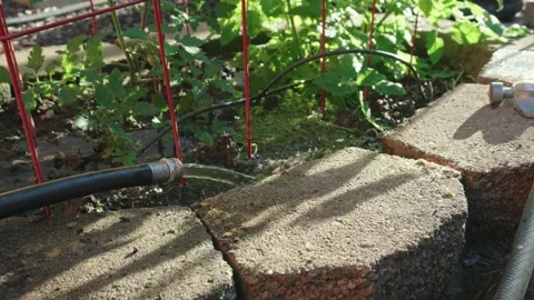 Water hose running stream into a home vegetable garden bed Stockbeeldmateriaal 344628425