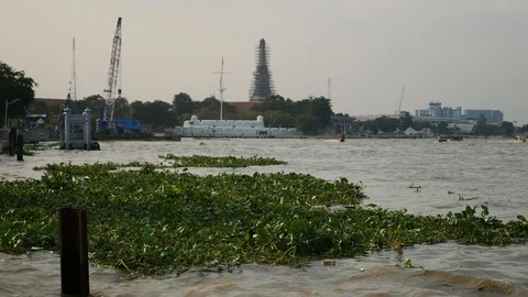 Water hyacinth and garbage floating on river Stock Footage 103582991