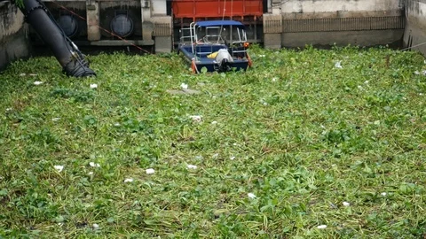 Water hyacinth and garbage Stock-Footage 118644375