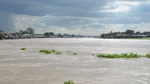 Water hyacinth cover a river in Thailand Stock Footage
