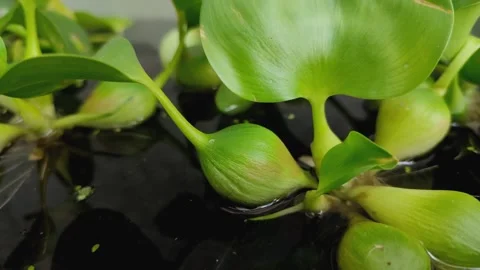 Water hyacinth (Eichhornia crassipes) floats on water 스톡 동영상 333427853