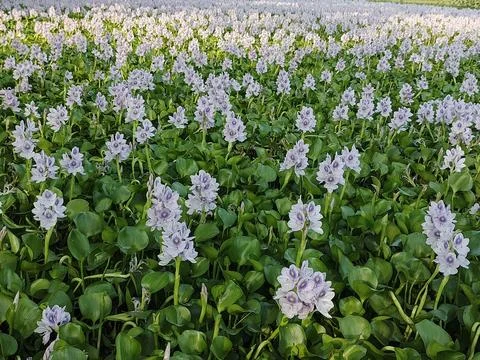 Water hyacinth Floating aquatic flowering plant Freshwater floating weed We Stock Photos