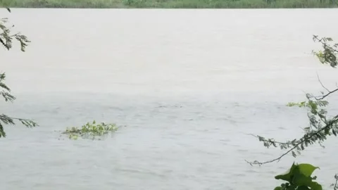 The water hyacinth is floating downstream in the river Stock Footage 314521179