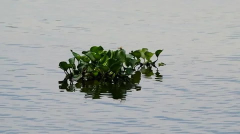 Water hyacinth is floating Stock Footage 49673598