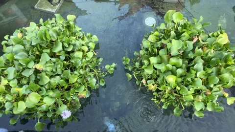 Water hyacinth floating Vídeos de archivo 342686706