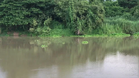 Water hyacinth floating in the river. Video stock 157550190