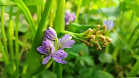 Water Hyacinth Flower Bloom Stock Footage 329438592