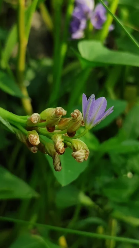 Water Hyacinth Flower Bloom Stock Footage 329438595