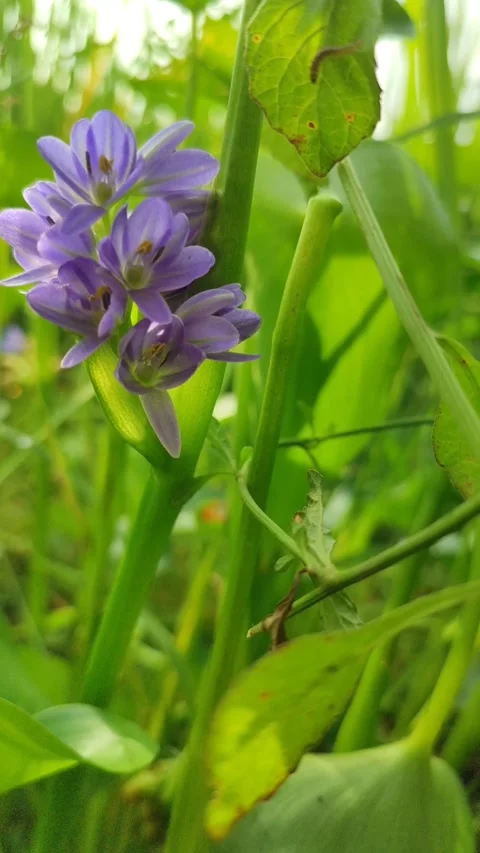 Water Hyacinth Flower Bloom Stock Footage 329438646