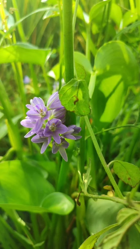 Water Hyacinth Flower Bloom Stock Footage 329438652