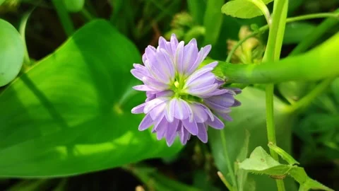 Water Hyacinth Flower Bloom Stock Footage 329438673