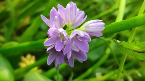 Water Hyacinth Flower Bloom Stock Footage 329438729