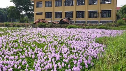 Water hyacinth flower fields 2 Stock Footage 121952859
