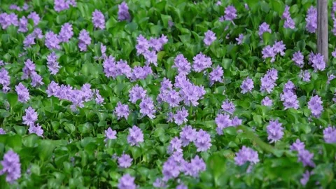 Water hyacinth flower fields bloom colorful purple in nature Stock Footage 134112198