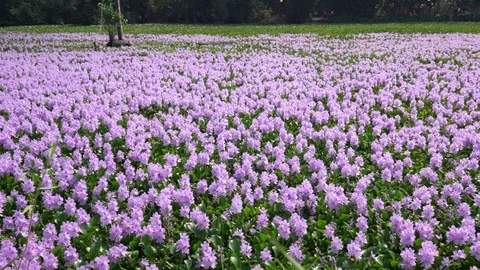 Water hyacinth flower fields Stock Footage 121952815
