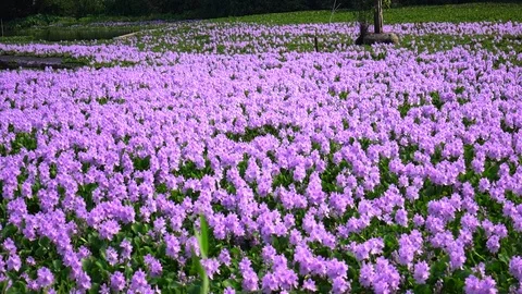 Water hyacinth flower fields3 Stock Footage 121952898