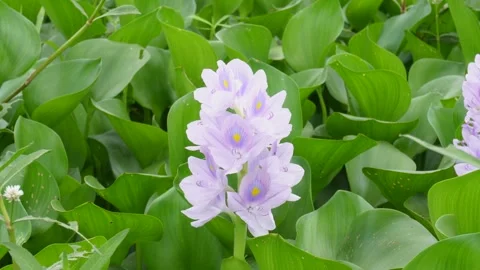 Water Hyacinth Flower 스톡 동영상 333967737