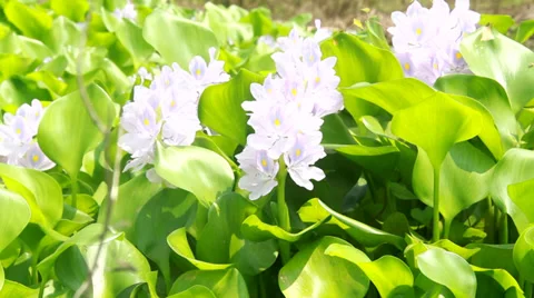 Water Hyacinth Stock Footage 29679530