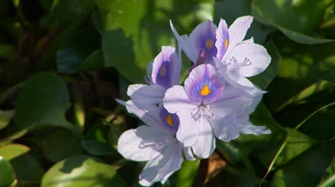 Water Hyacinth Video stock 33604106