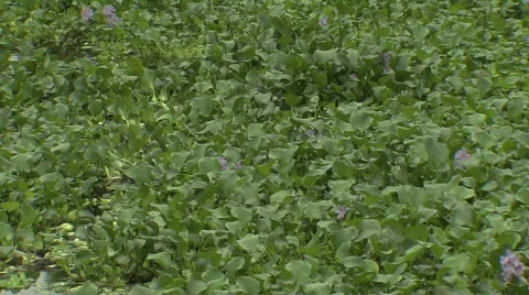 Water Hyacinth Stock Footage 57730092
