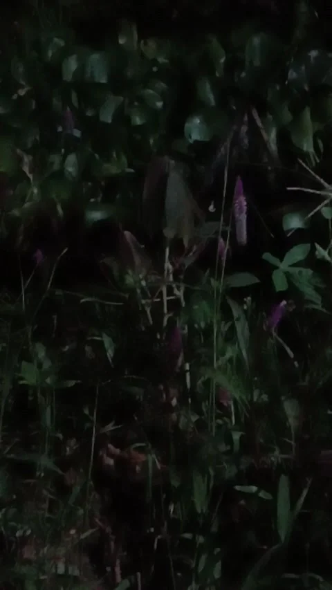 Water hyacinth Stock Footage