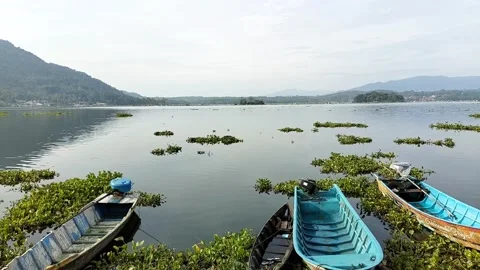 Water hyacinth Stock Footage 327010218