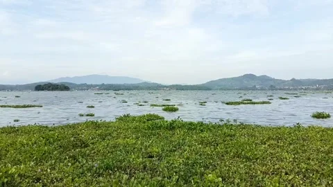 Water hyacinth Video stock 327010233